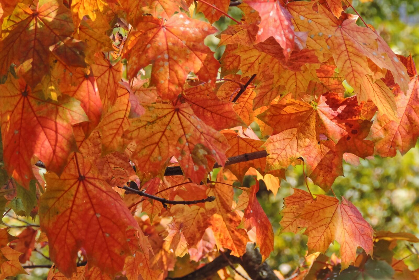 Nikon Coolpix P520 sample photo. Leaves, fall foliage, fall photography