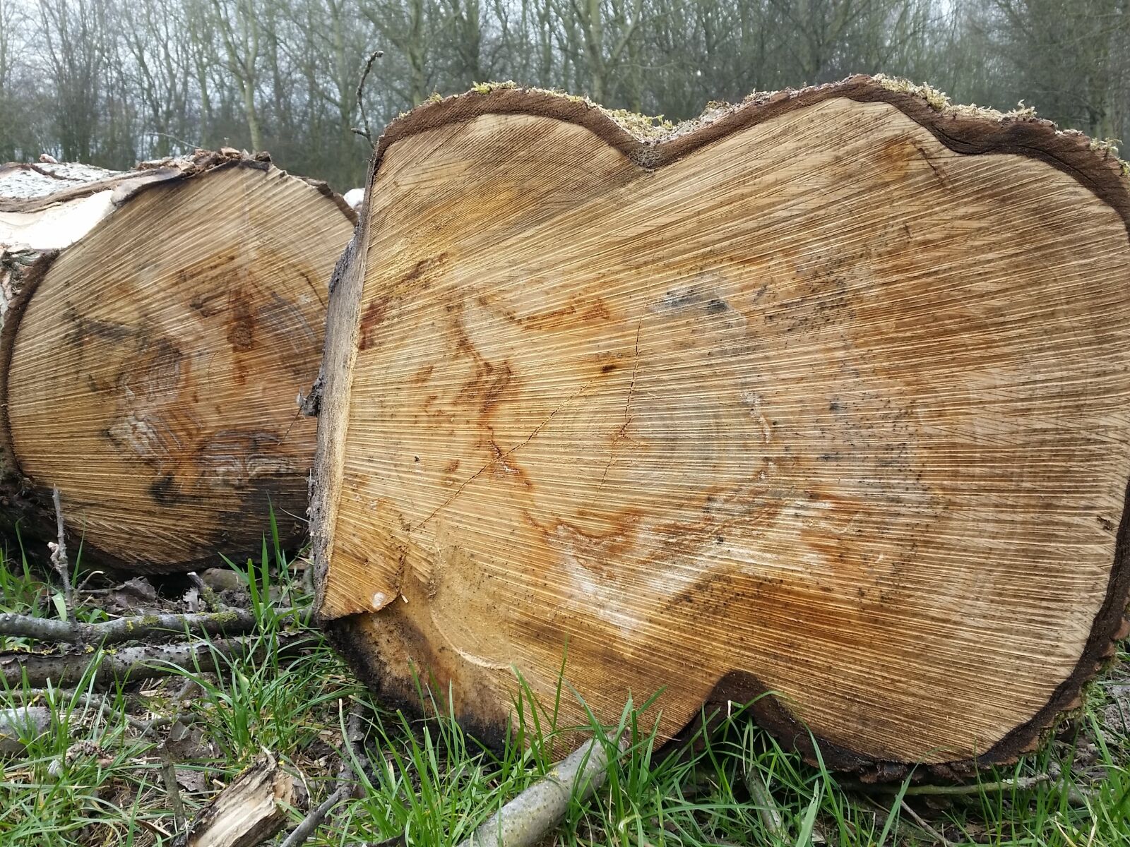 Samsung Galaxy S5 sample photo. Tree, wood, trunks photography