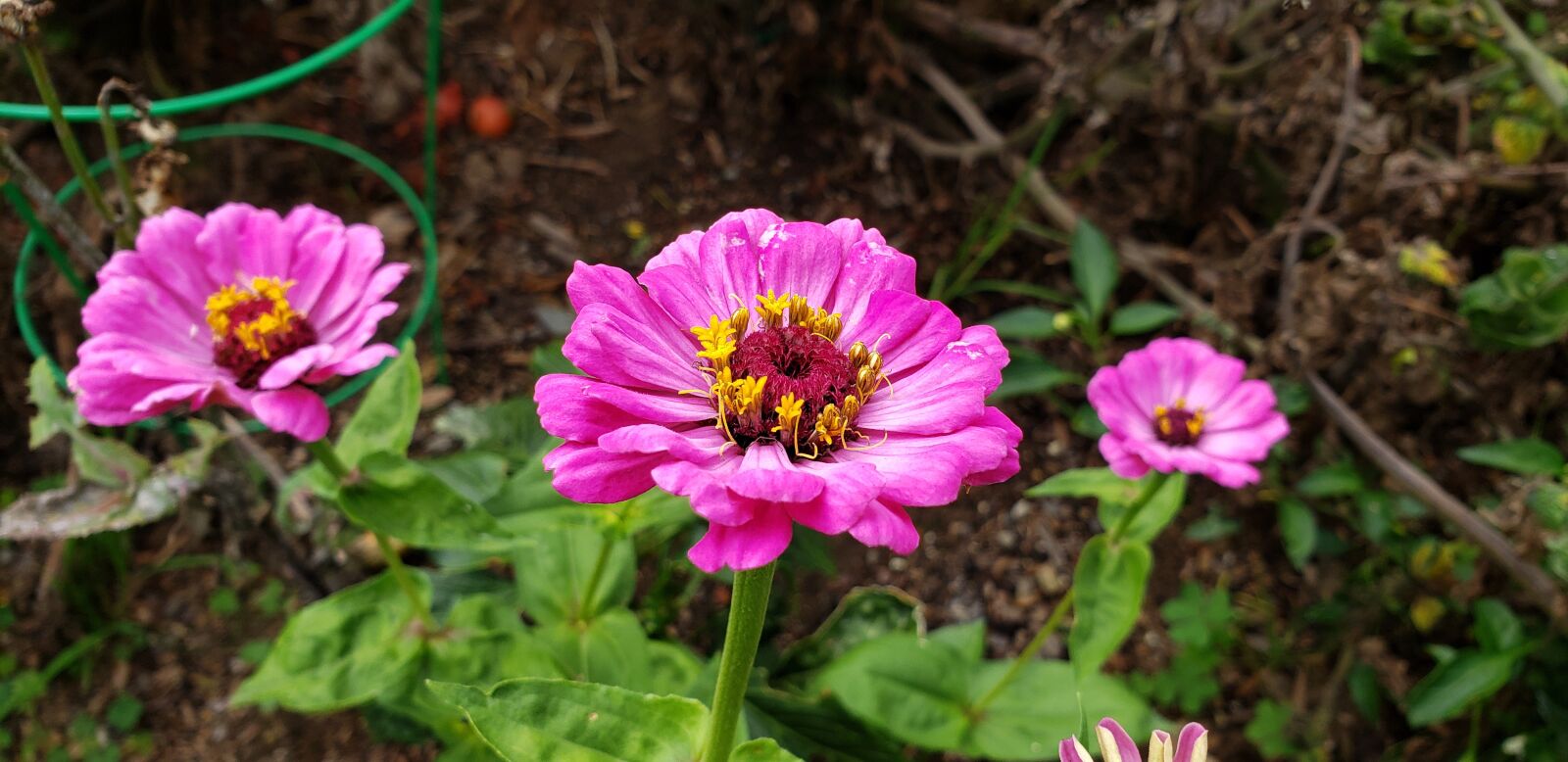 Samsung Galaxy Note9 sample photo. Garden, zinnia, bloom photography