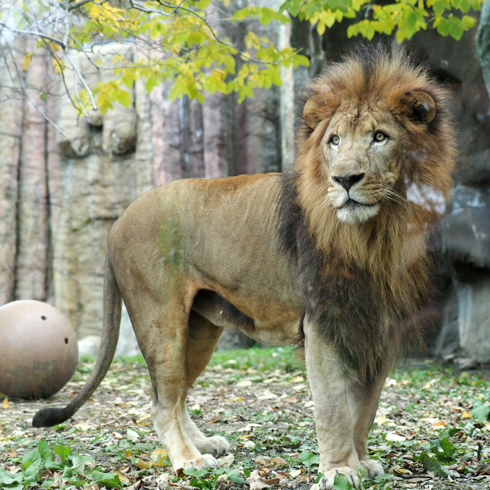 Olympus Zuiko Digital ED 50-200mm F2.8-3.5 SWD sample photo. African lion, zoo, cat photography
