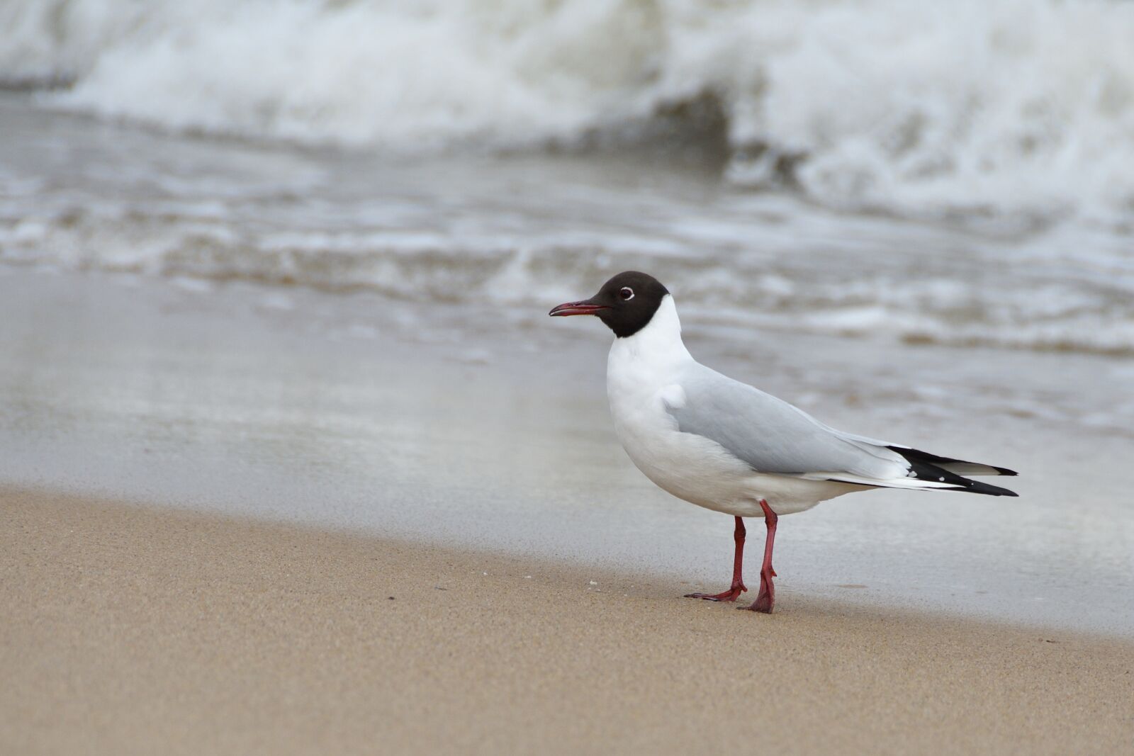 Nikon D500 sample photo. Seagull, the seagulls, sea photography