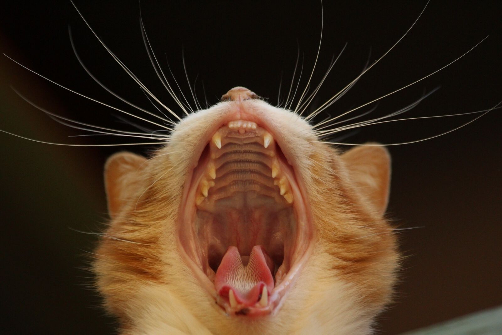 Canon EOS 1200D (EOS Rebel T5 / EOS Kiss X70 / EOS Hi) sample photo. Cat, yawn, feline photography