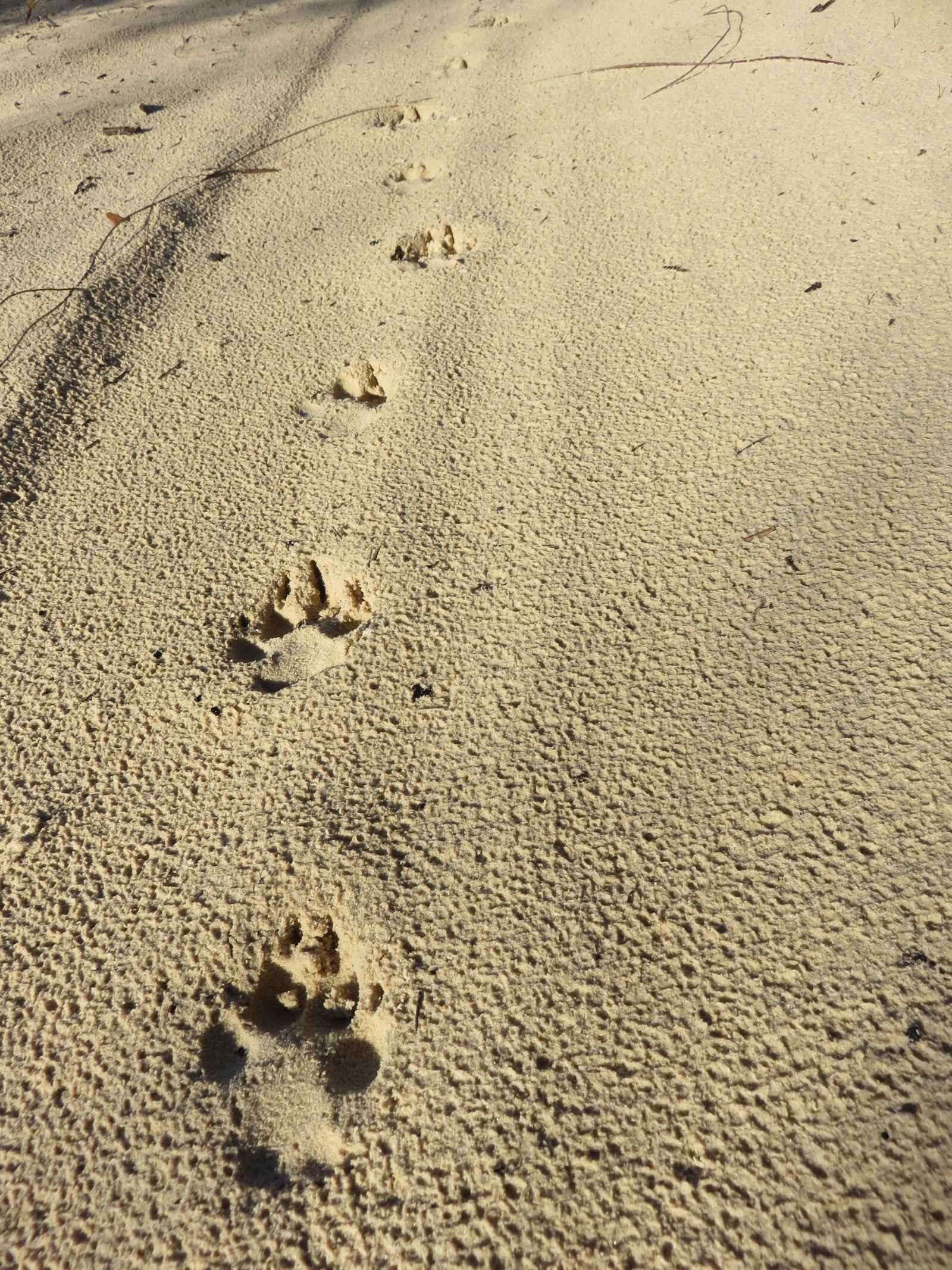 Canon PowerShot SX700 HS sample photo. Dingo, fraser island, east photography