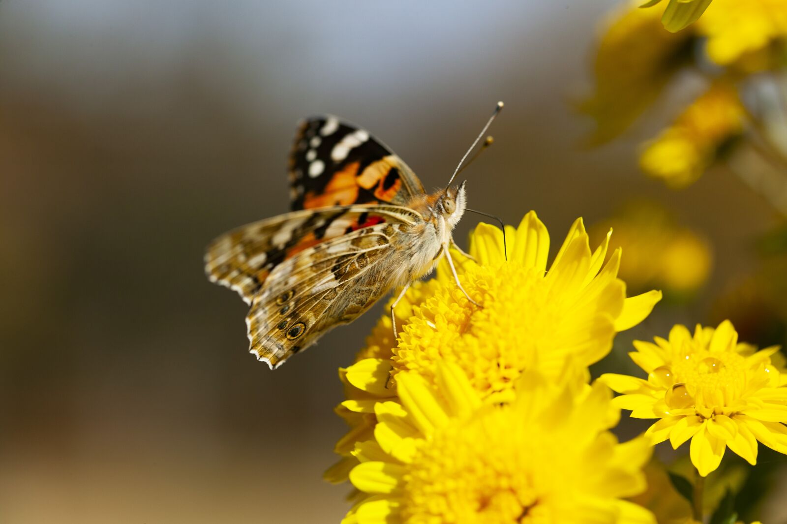 Canon EOS-1Ds sample photo. Butterflies, flowers, nature photography