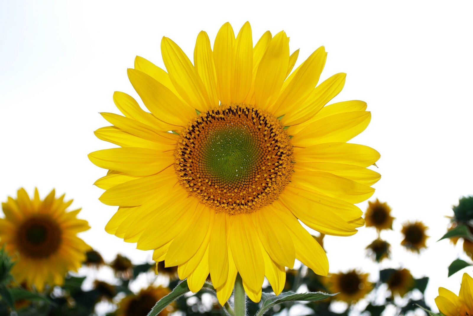 Nikon D60 sample photo. Sunflower, field, yellow photography