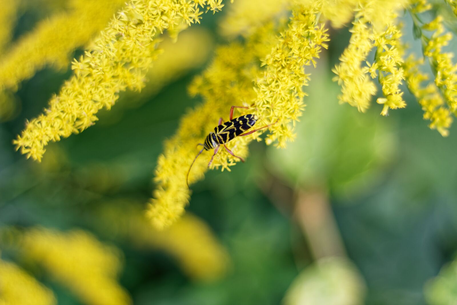 Canon EF 50mm F1.8 STM sample photo. Goldenrod, insect, yellow photography