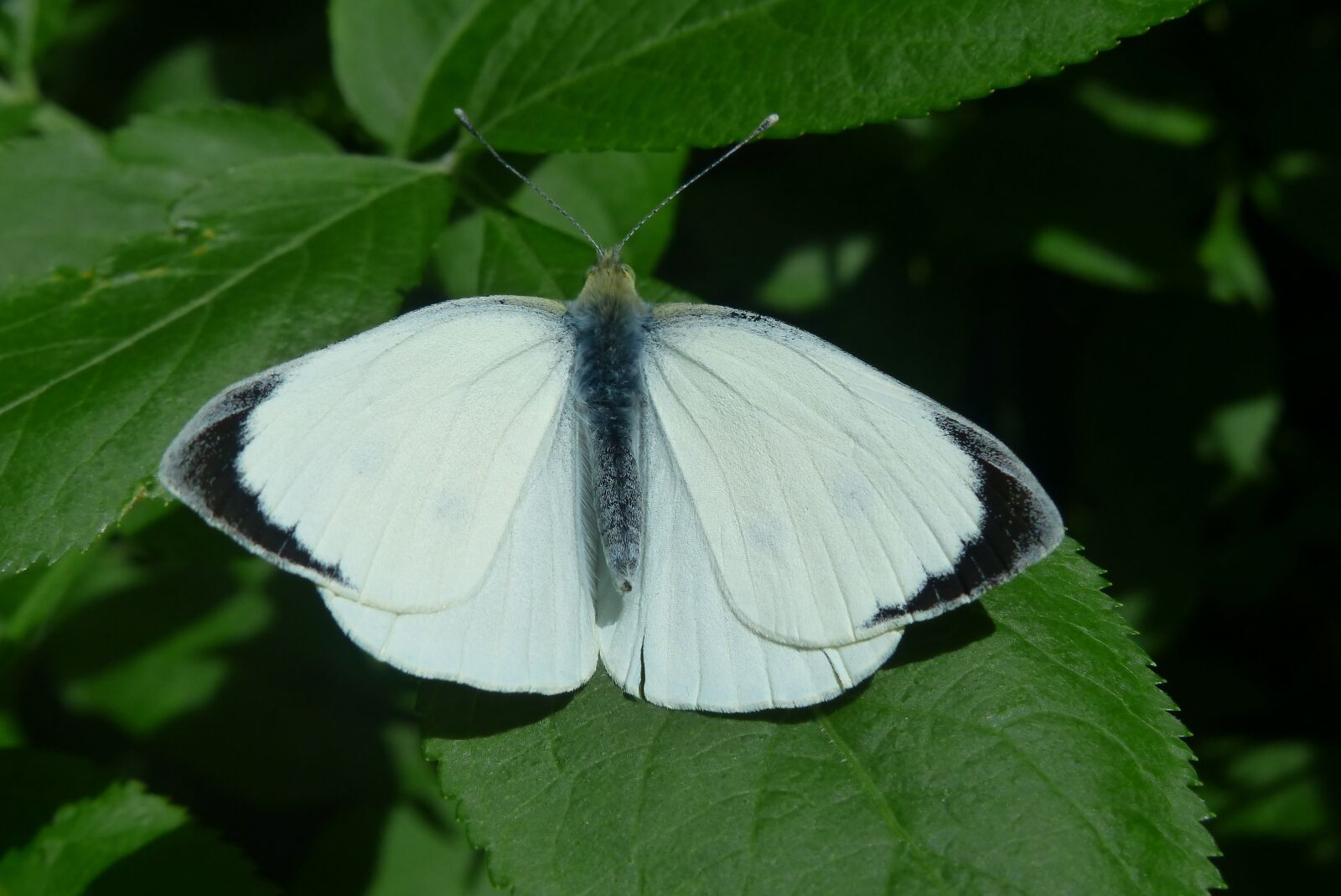 Panasonic Lumix DMC-FZ200 sample photo. Animals, invertebrates, insect photography