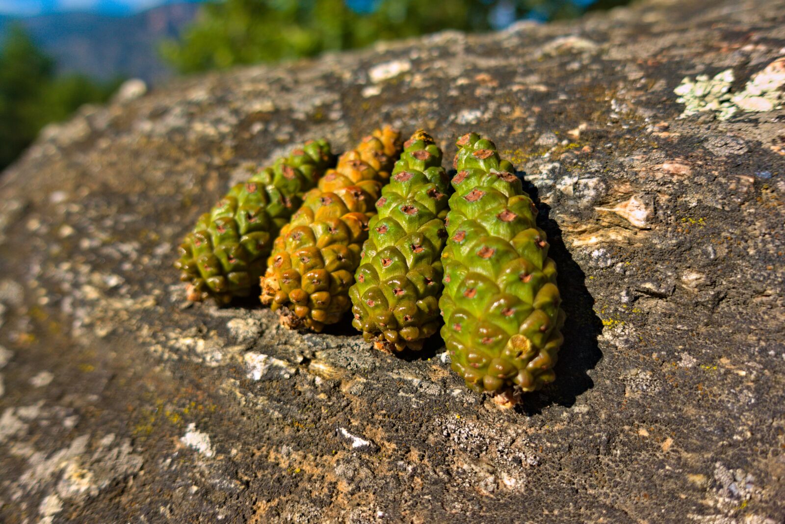 Sony DSC-RX100M5A sample photo. Pinecone, green, tight photography