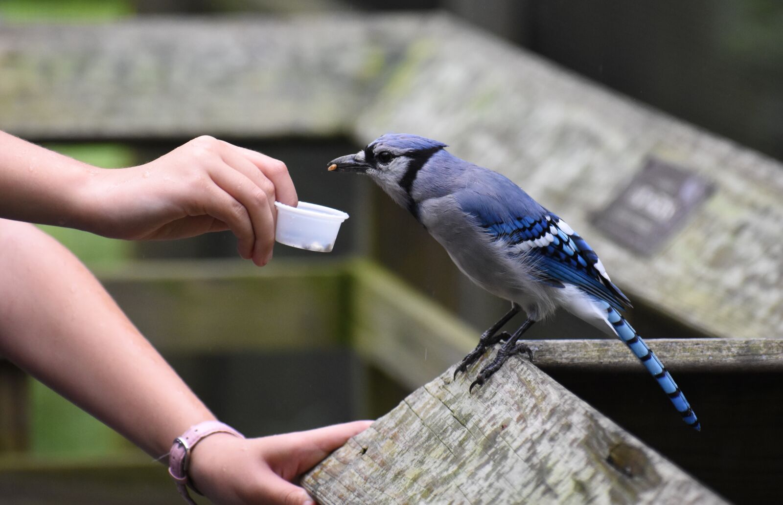 Nikon D5500 sample photo. Bluejay, blue jay, bird photography