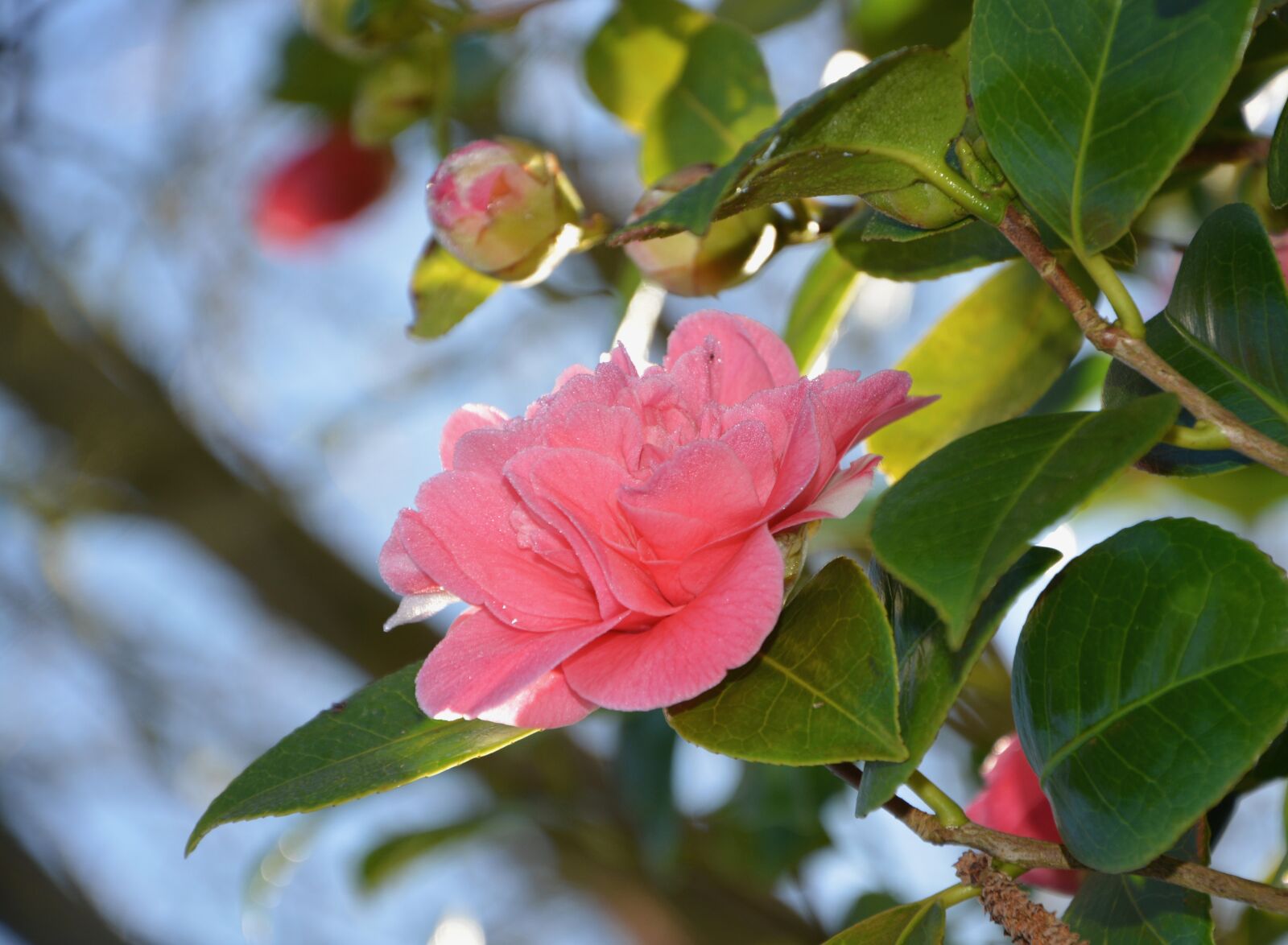 Nikon D5200 sample photo. Flower, flowers, buttons of photography