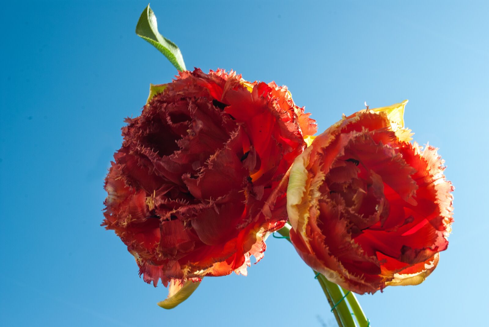 Nikon D3000 sample photo. Rose, poppy, bol photography