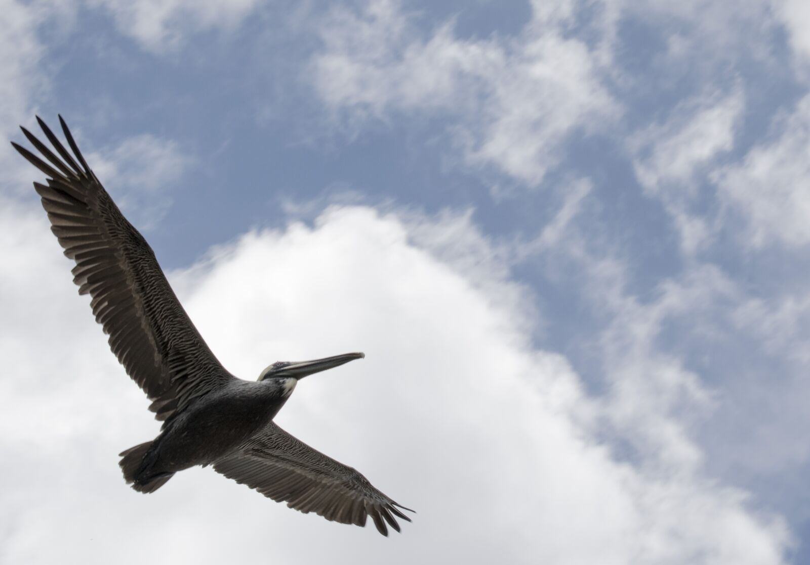 Nikon D3300 sample photo. Bird, nature, outdoors photography