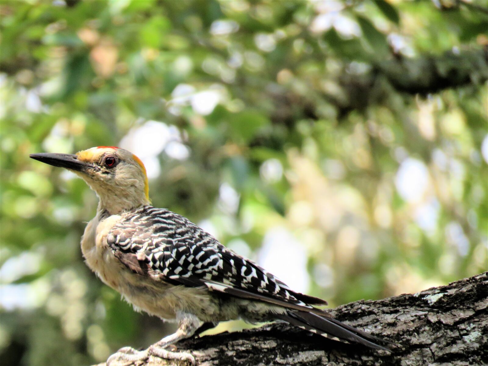 Canon PowerShot SX60 HS sample photo. Bird, woodpecker, colorful photography