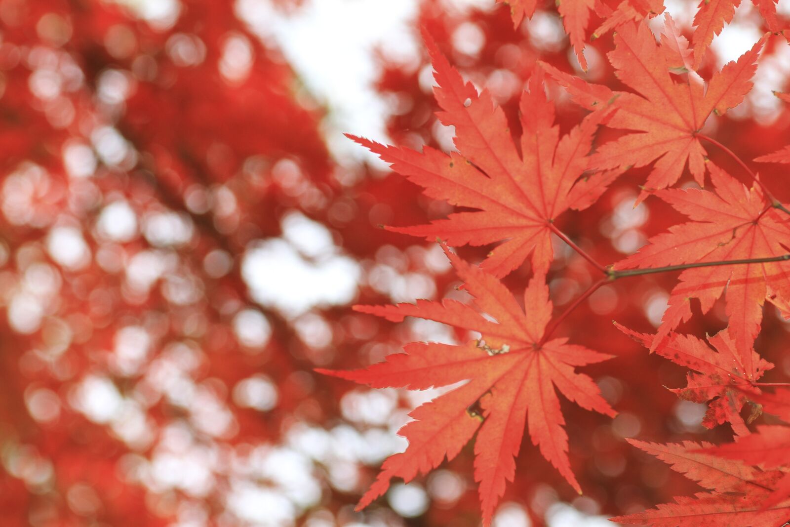 Tamron SP 90mm F2.8 Di VC USD 1:1 Macro sample photo. Autumn leaves, red leaves photography