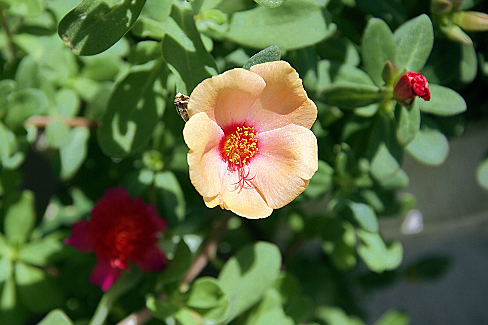 Nikon D3200 sample photo. Flower, macro, garden photography