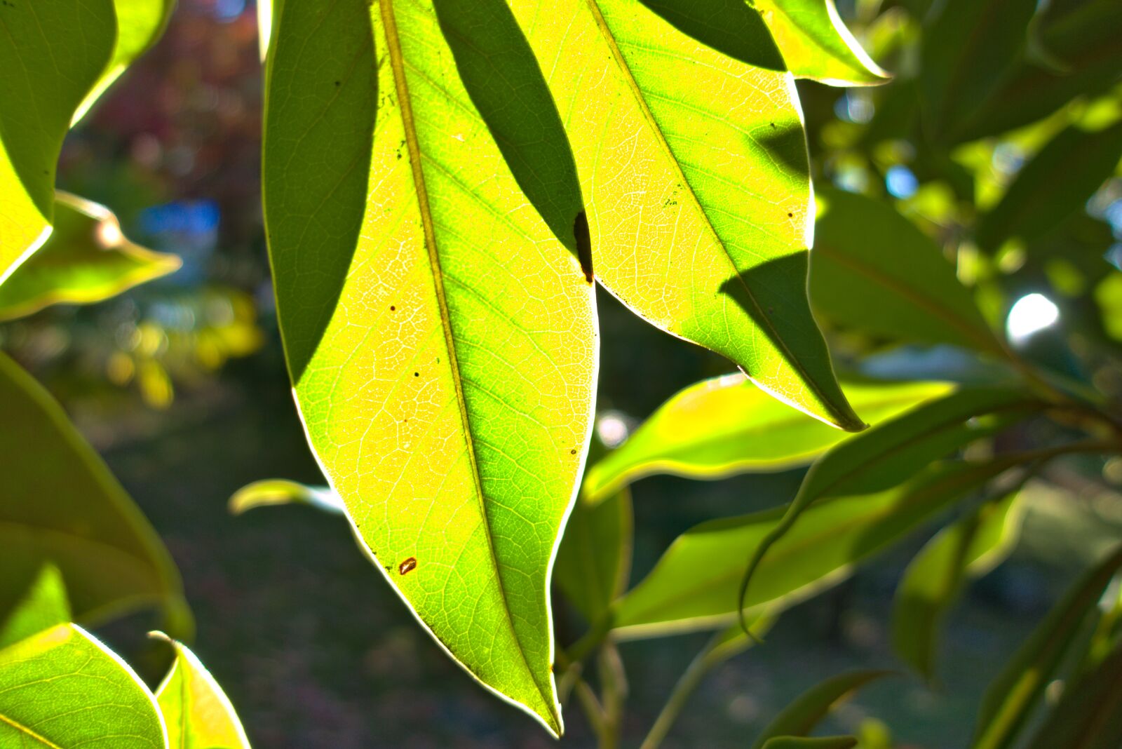 Sony DSC-RX100M5A sample photo. Leaves, green, sun photography