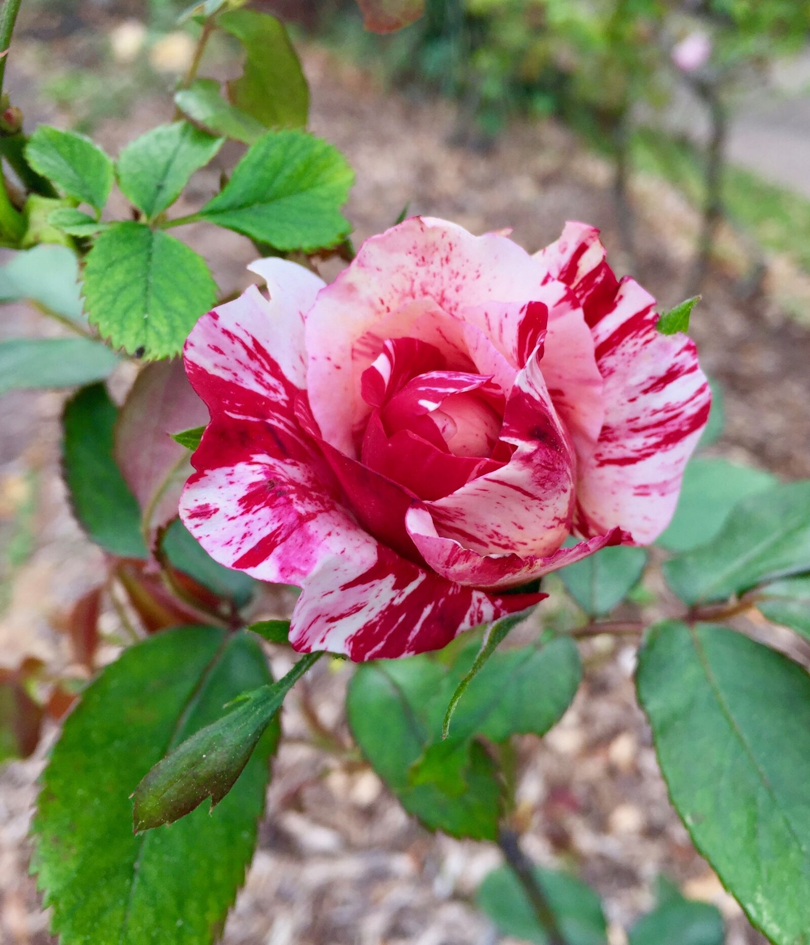 iPhone 6 Plus back camera 4.15mm f/2.2 sample photo. Flower, nature, flora photography