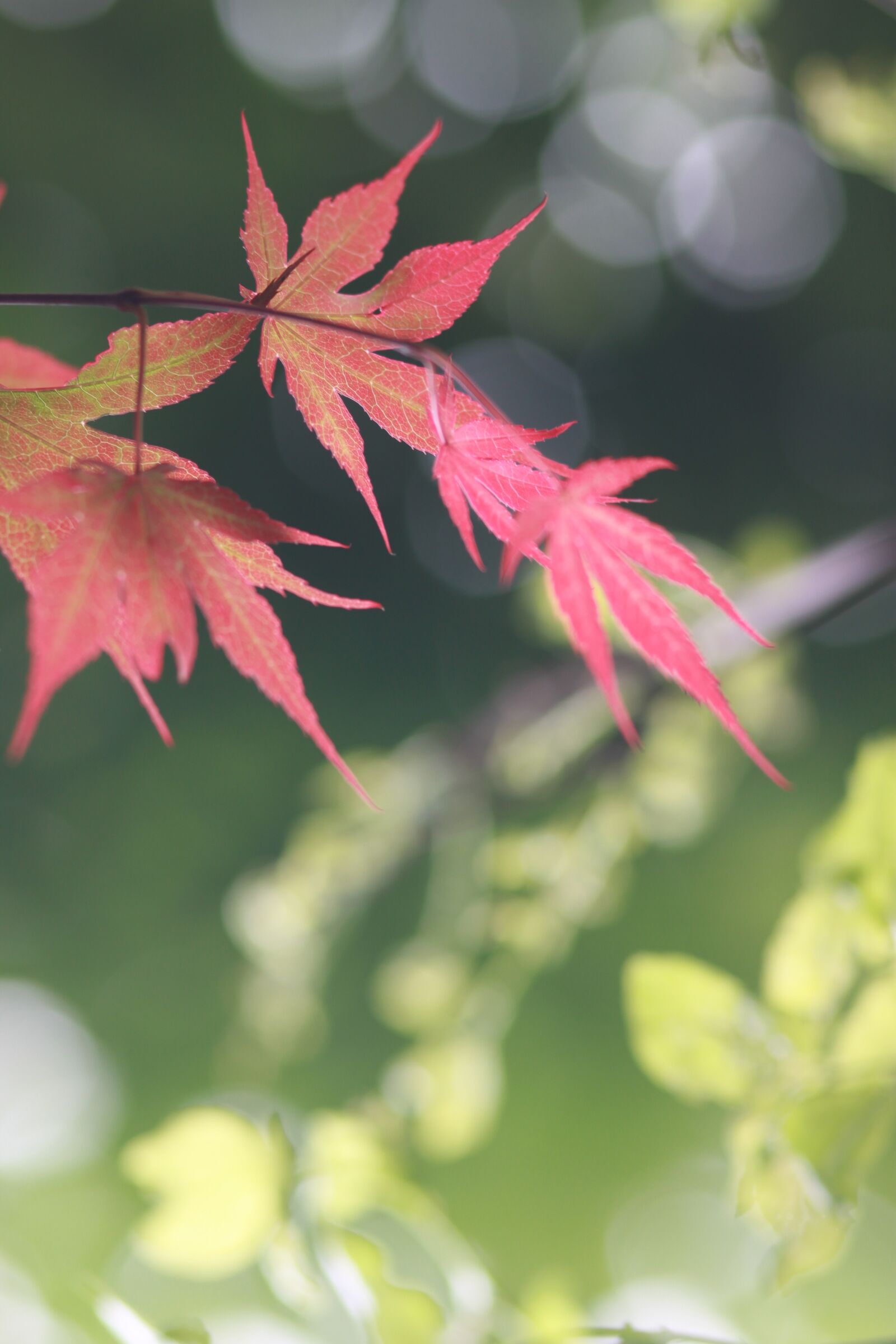 Canon EOS 500D (EOS Rebel T1i / EOS Kiss X3) sample photo. Nature, plants, wood photography