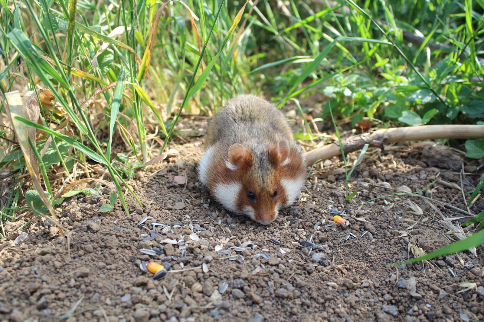 Canon EOS 600D (Rebel EOS T3i / EOS Kiss X5) sample photo. Hamster, nature, animal photography