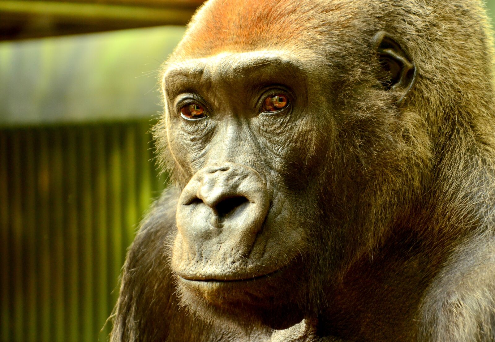 Nikon D5100 sample photo. Adult, animal, ape photography