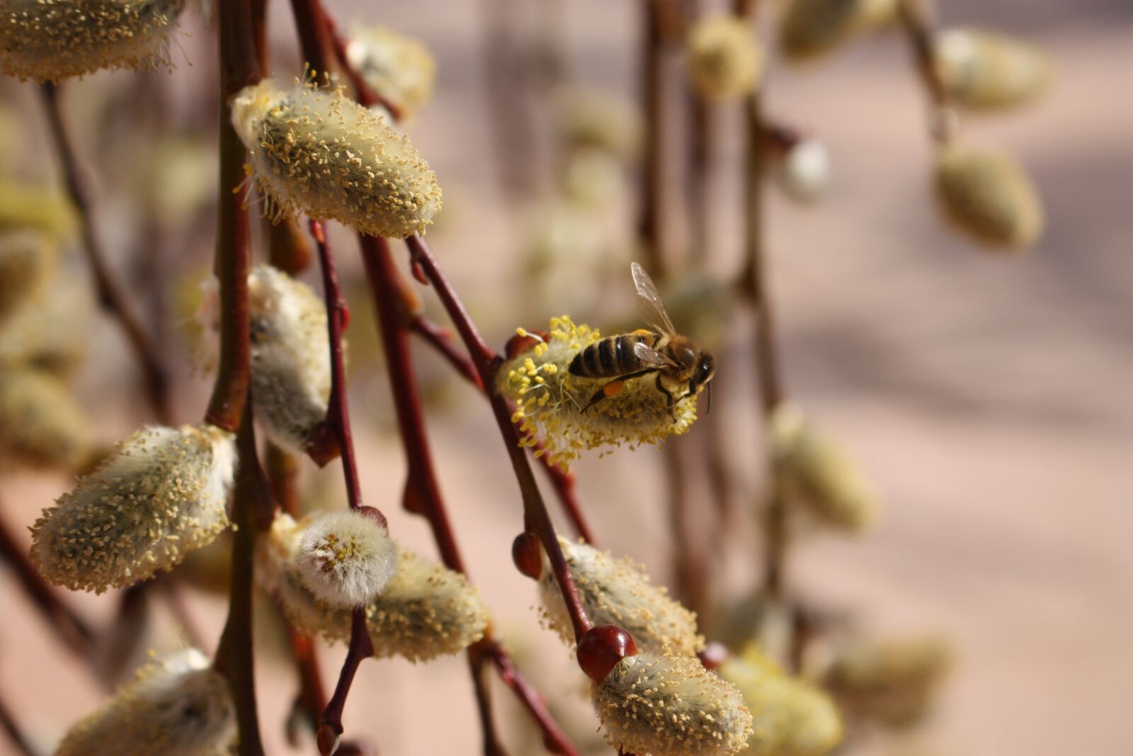 Canon EOS 450D (EOS Rebel XSi / EOS Kiss X2) sample photo. Nature, plant, willow catkins photography