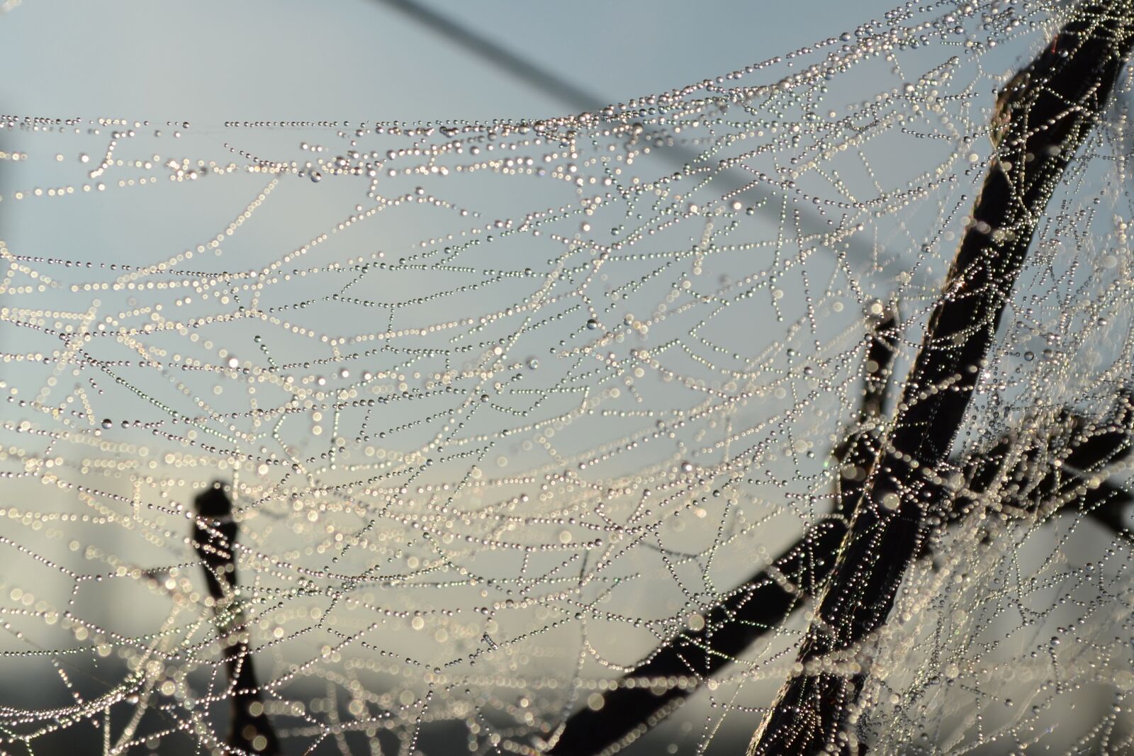 Nikon D3100 sample photo. Nature, outdoors, spider photography