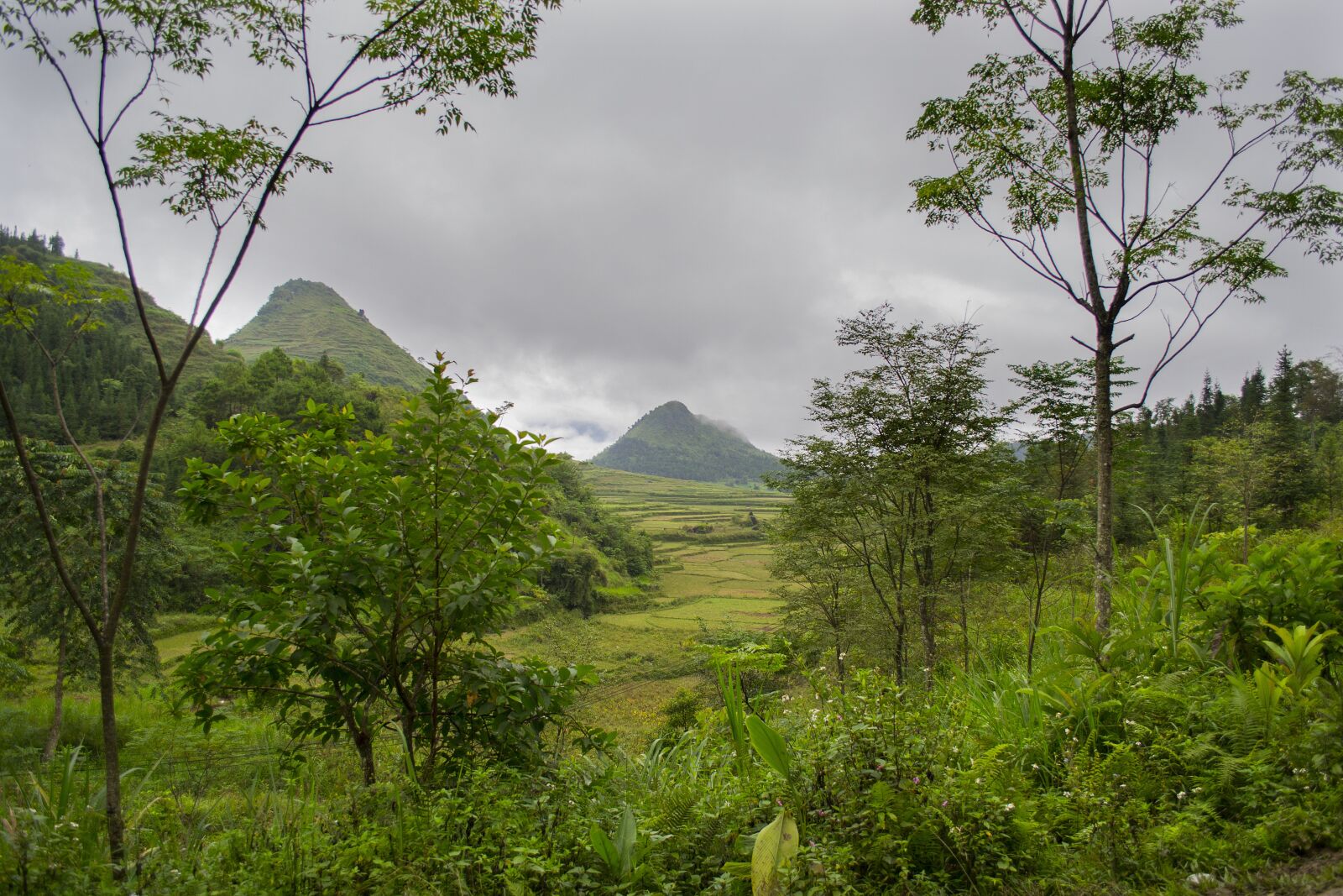 Nikon D3100 sample photo. Vietnam, jungle, green photography