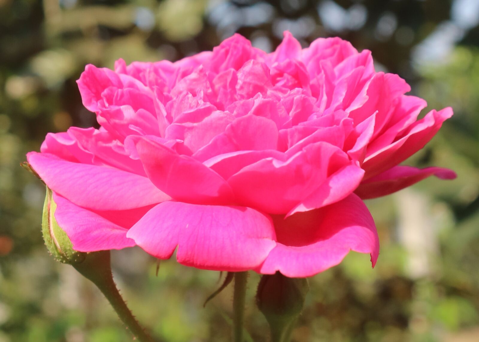 Canon EOS M3 sample photo. Rose, pink, garden photography