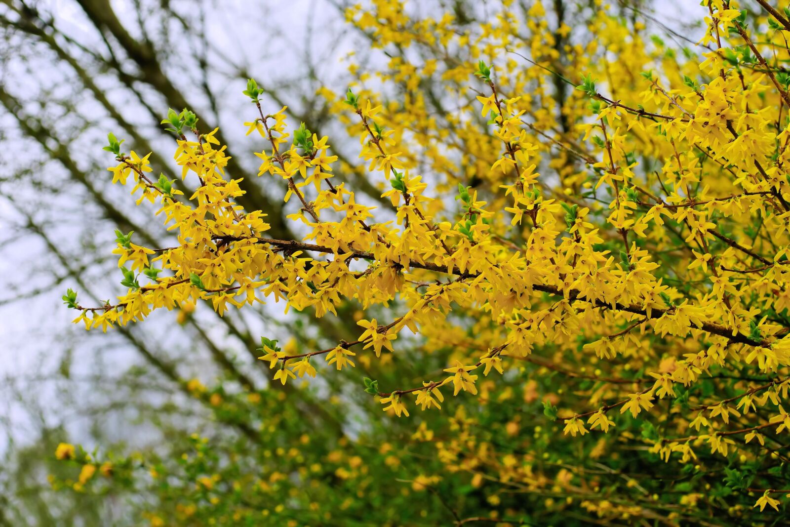 Sony a99 II sample photo. Flowers, spring, forsythia photography