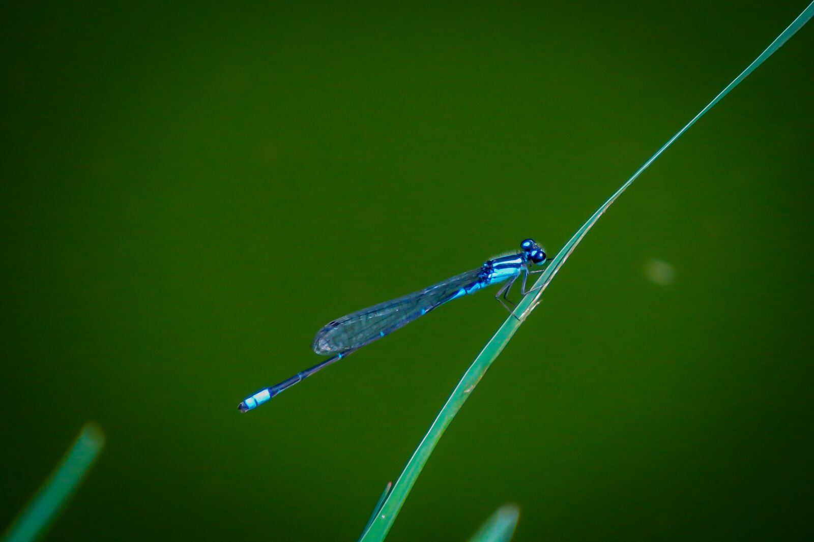 Canon PowerShot SX50 HS sample photo. Nature, no person, insect photography