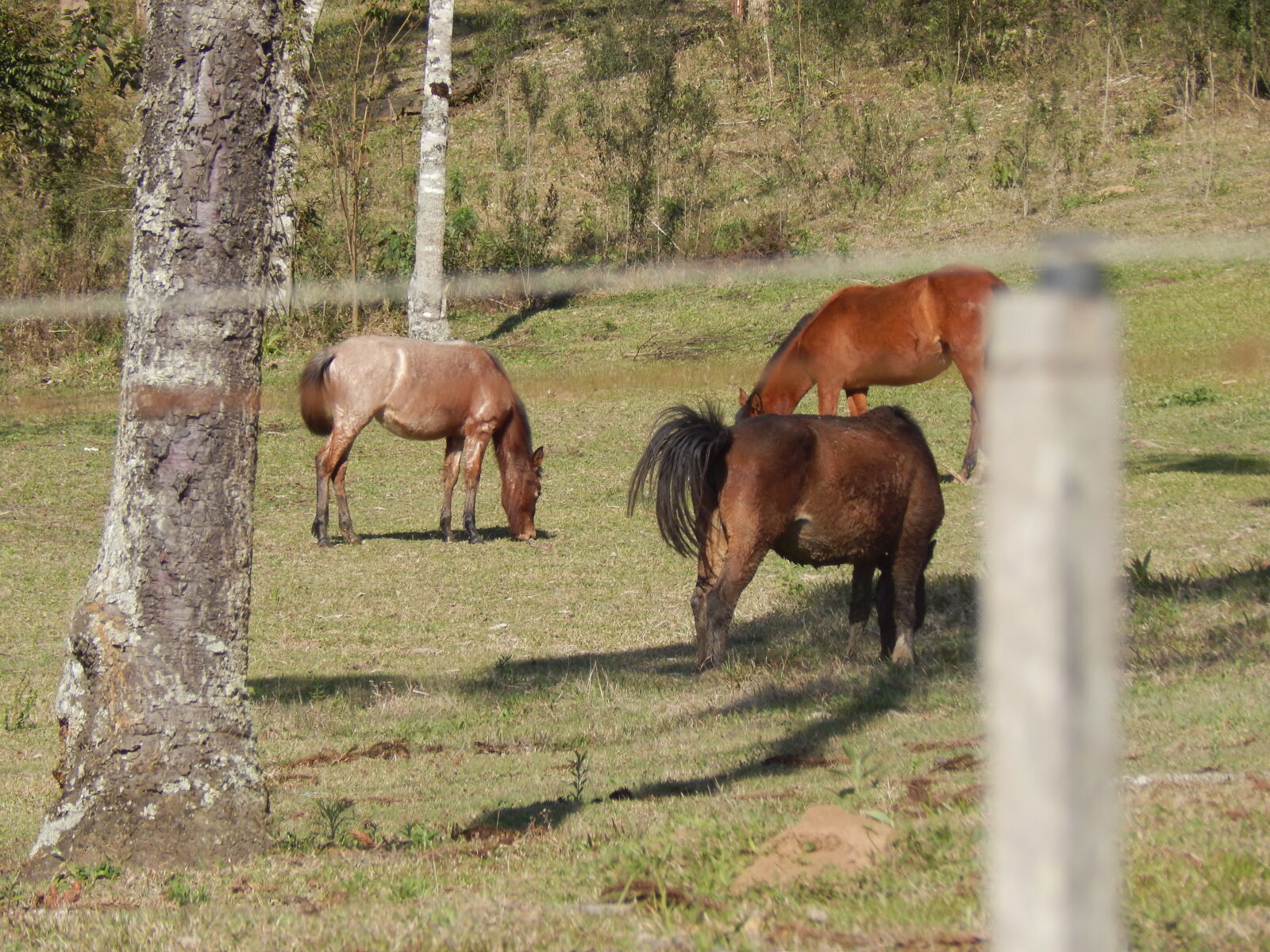 Nikon Coolpix L820 sample photo. Brazil, environment, horses, tree photography