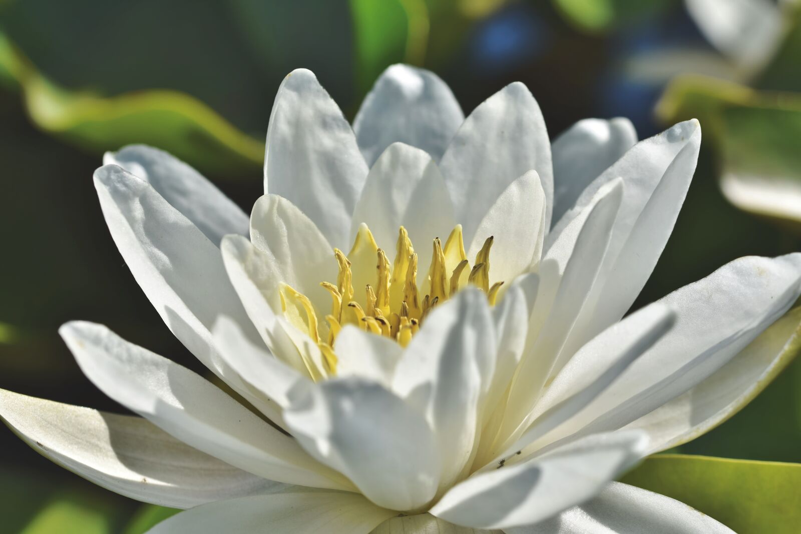 Nikon D7200 sample photo. Water lily, pond, lake photography