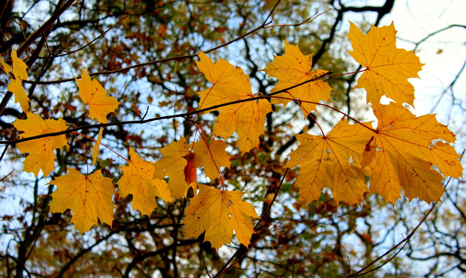 Canon EOS 1200D (EOS Rebel T5 / EOS Kiss X70 / EOS Hi) sample photo. Foliage, clone, autumn photography