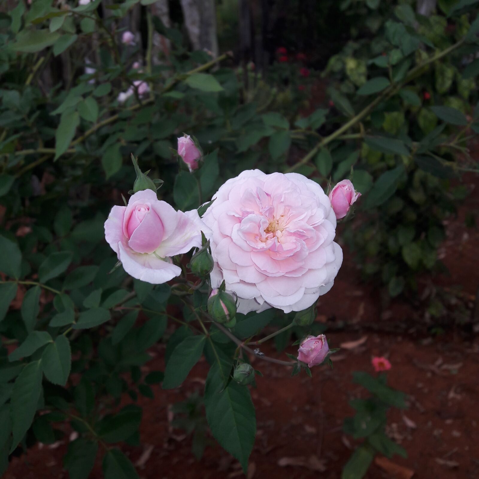 Samsung Galaxy J7 sample photo. Rose, rosa, nature photography