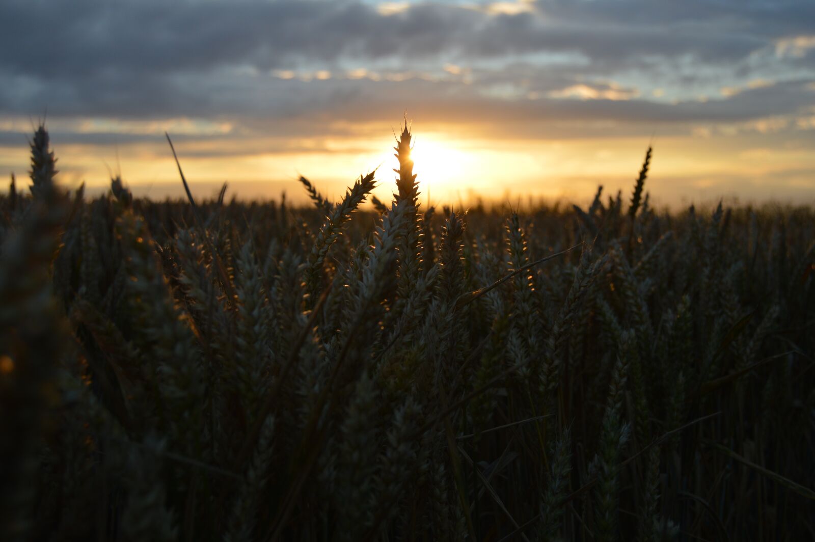 Nikon D3200 sample photo. Landscape, field, sky photography