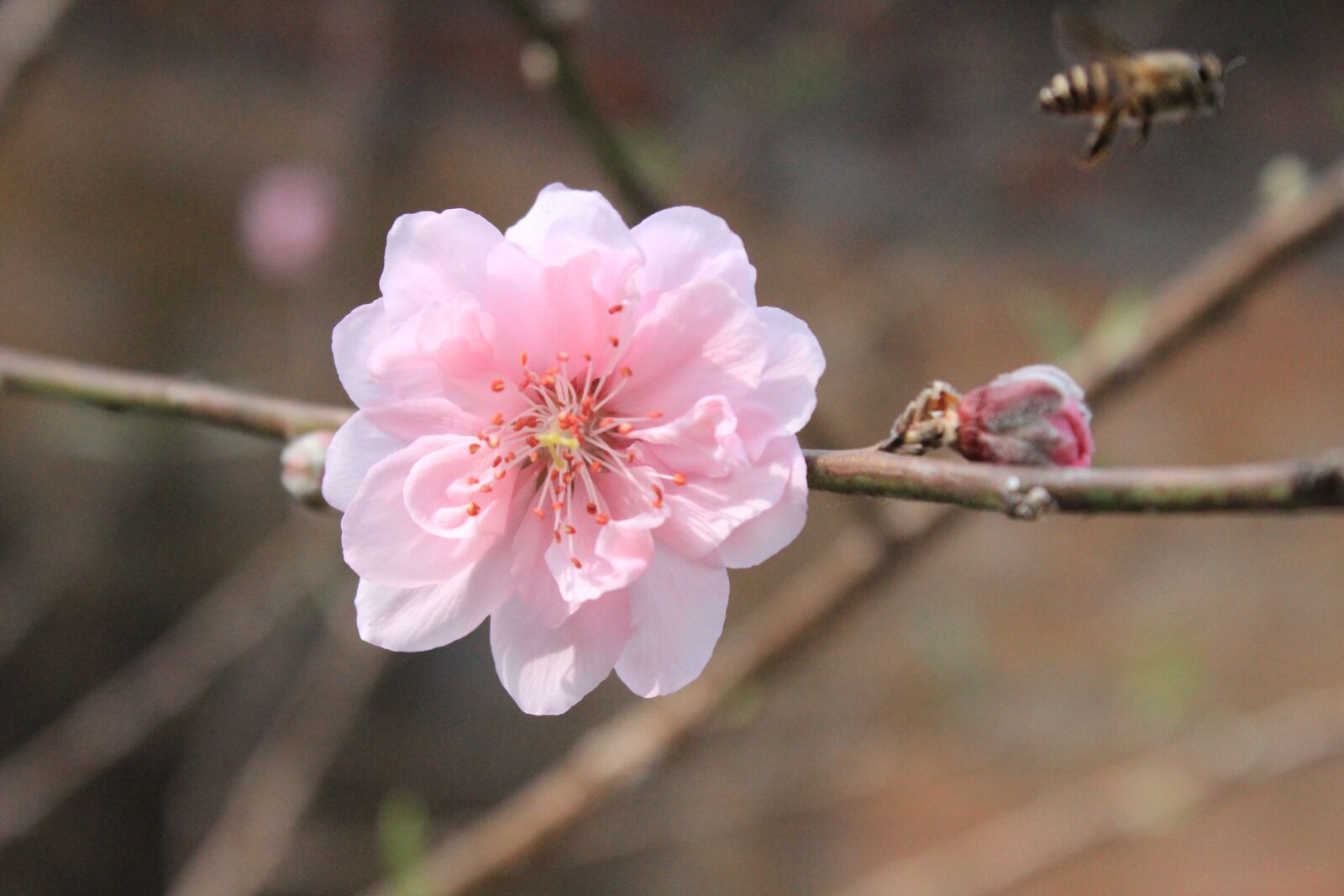 Canon EOS 600D (Rebel EOS T3i / EOS Kiss X5) sample photo. Flower, spring, nature photography