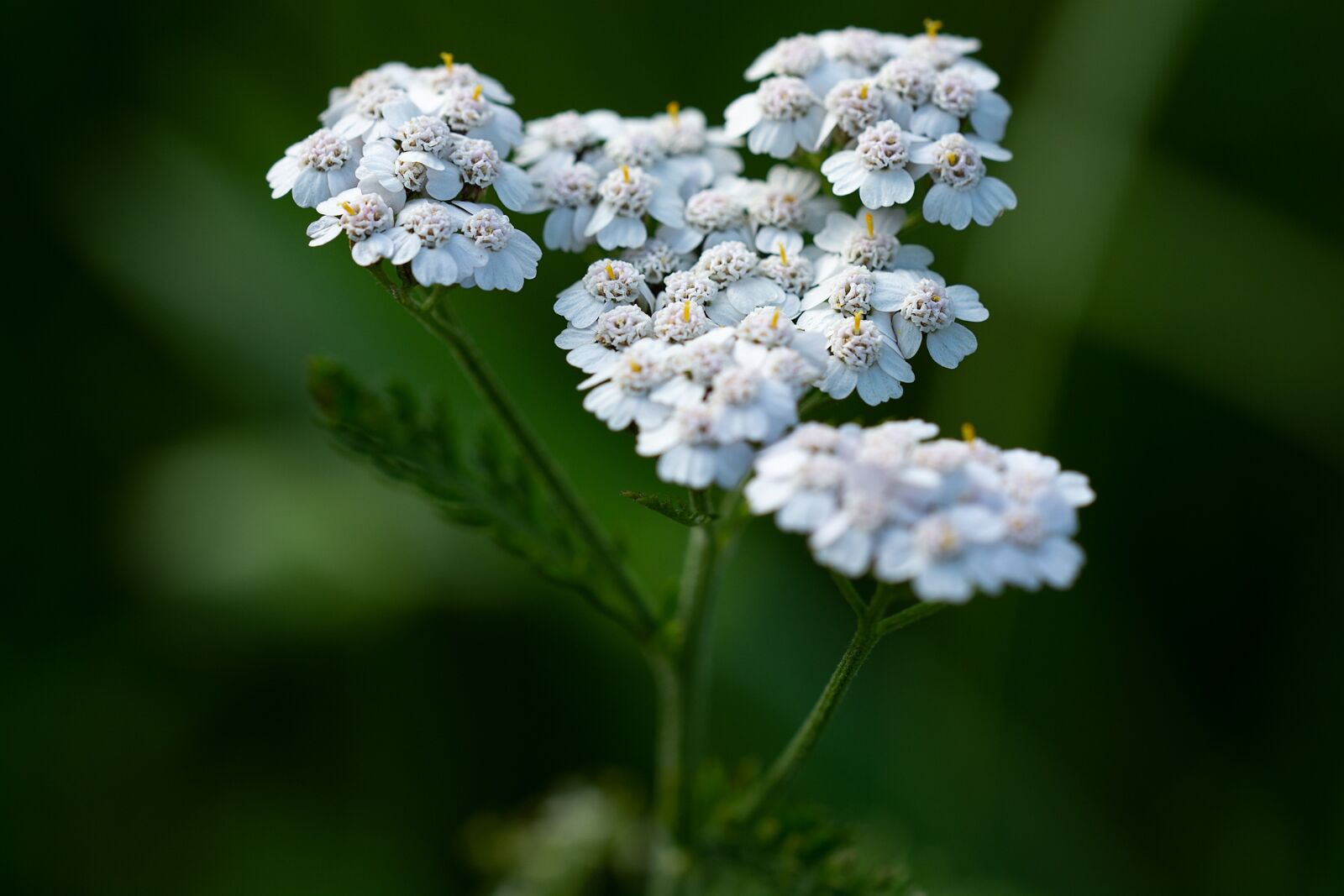 Nikon D7100 sample photo. Plant, flowers, white flowers photography