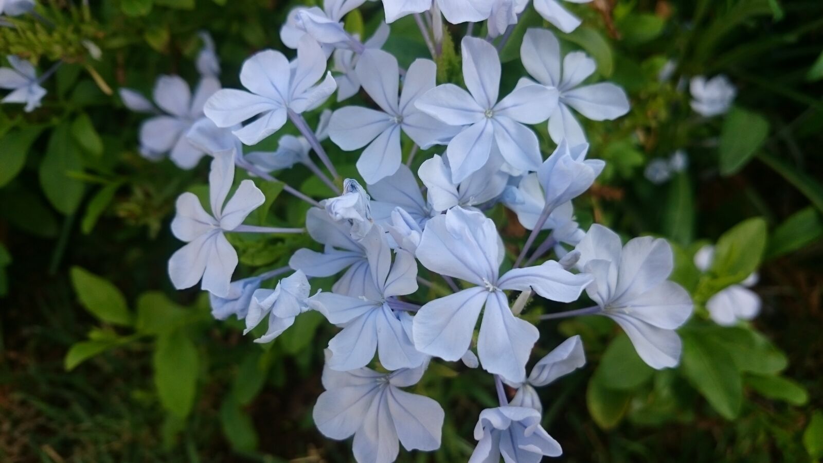 Sony Xperia Z1 sample photo. Damascus syria, flower, beauty photography