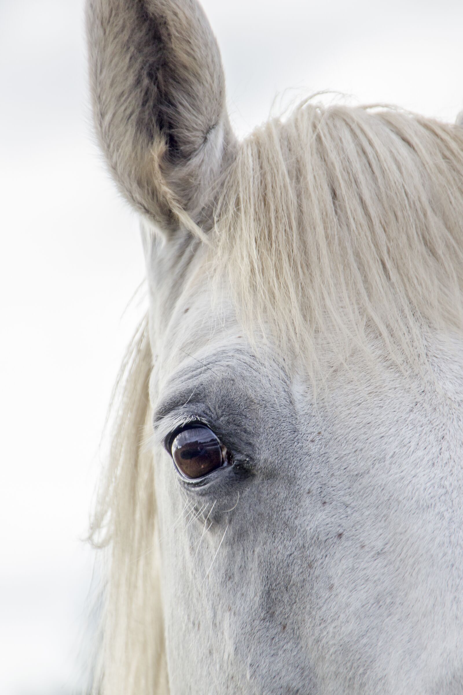 Canon EOS 600D (Rebel EOS T3i / EOS Kiss X5) sample photo. Horse, white horse, irish photography