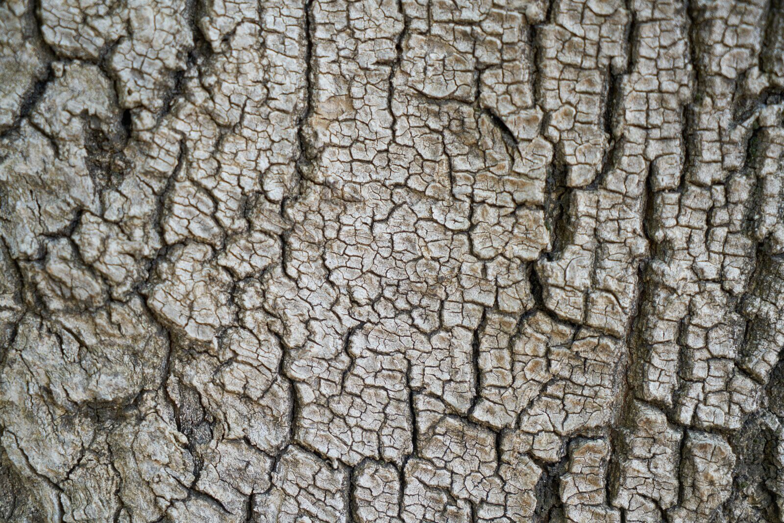Sony a7R II + Sony Vario Tessar T* FE 24-70mm F4 ZA OSS sample photo. Tree, texture, body photography