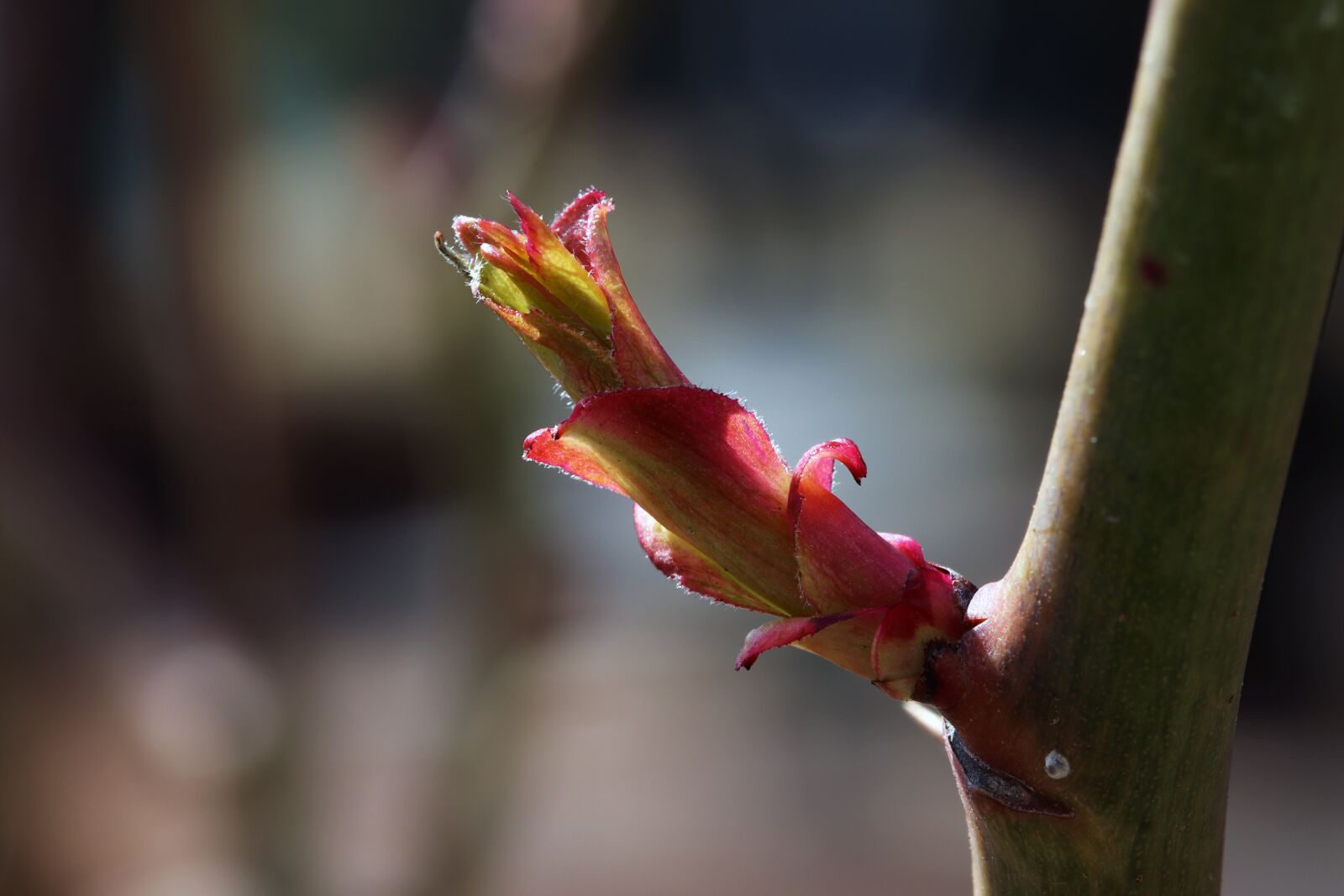 Canon EOS 800D (EOS Rebel T7i / EOS Kiss X9i) sample photo. Rose, bud, nature photography