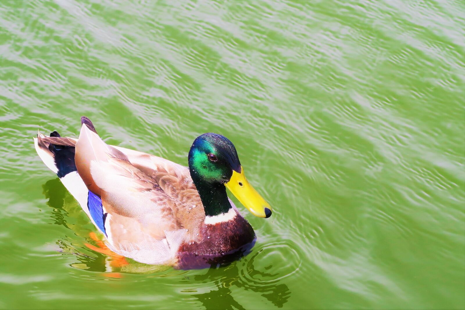 Canon PowerShot G7 X sample photo. Duck, animal, nature photography