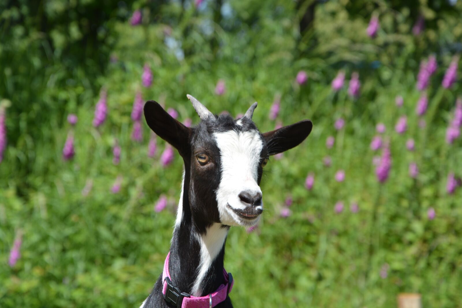 Nikon D5200 sample photo. Goat, dwarf goat, animal photography