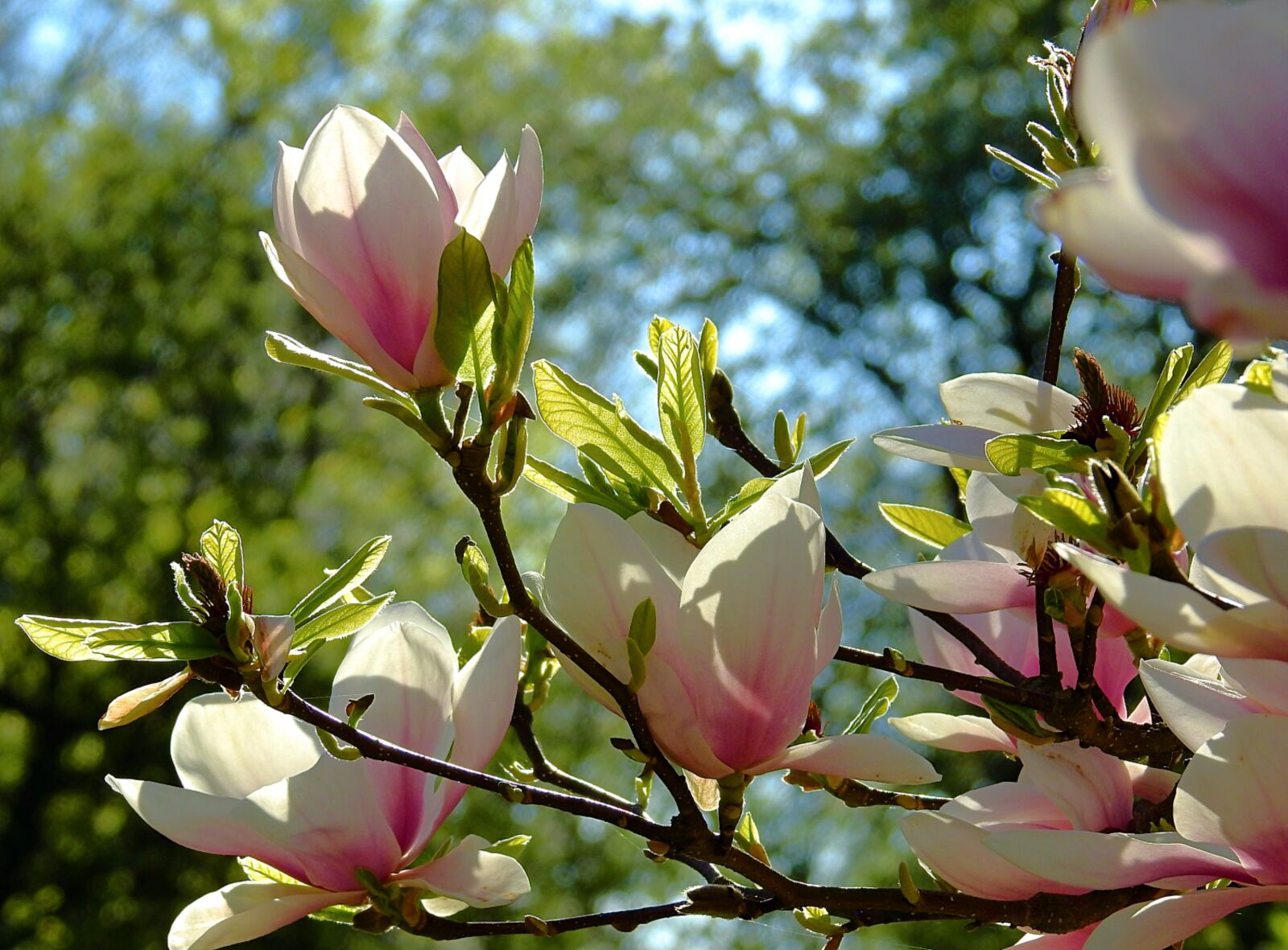 Nikon Coolpix P900 sample photo. Flower, magnolia, nature photography