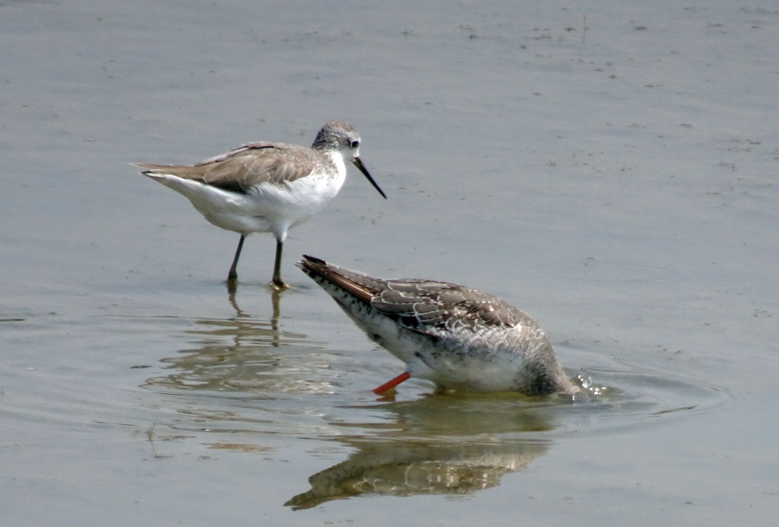 Sony Cyber-shot DSC-HX90V sample photo. Bird, marsh sandpiper, tringa photography