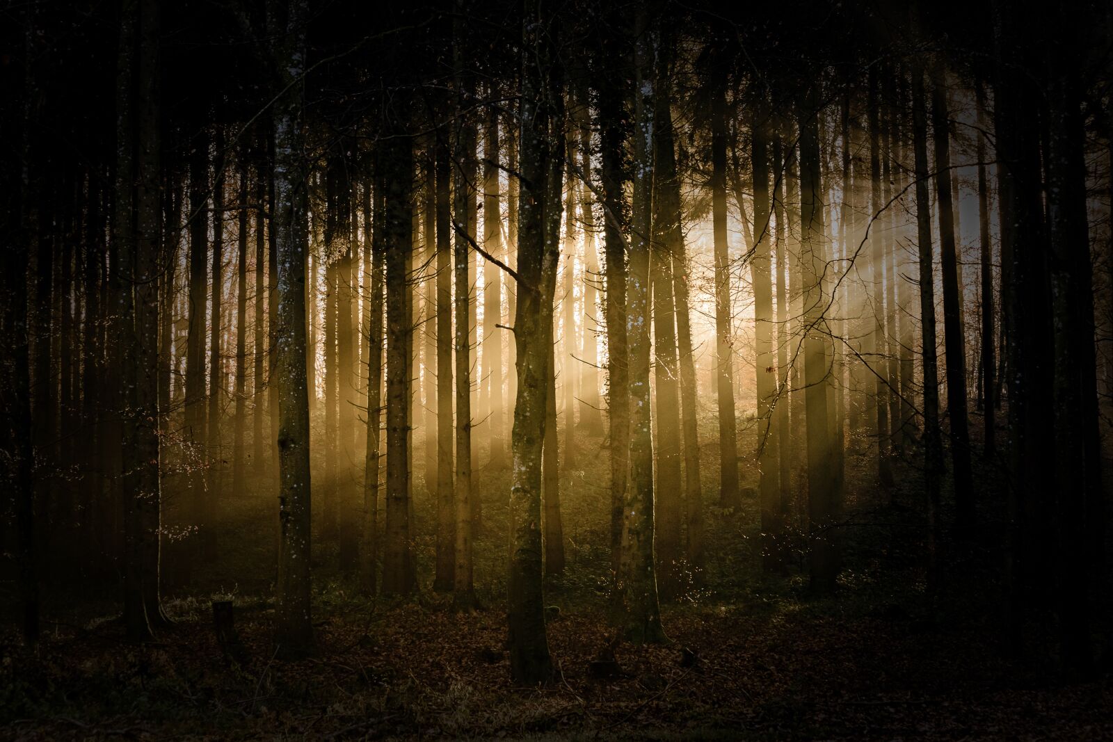 Canon EF 70-300mm F4-5.6 IS USM sample photo. Forest, sunlight, trees photography