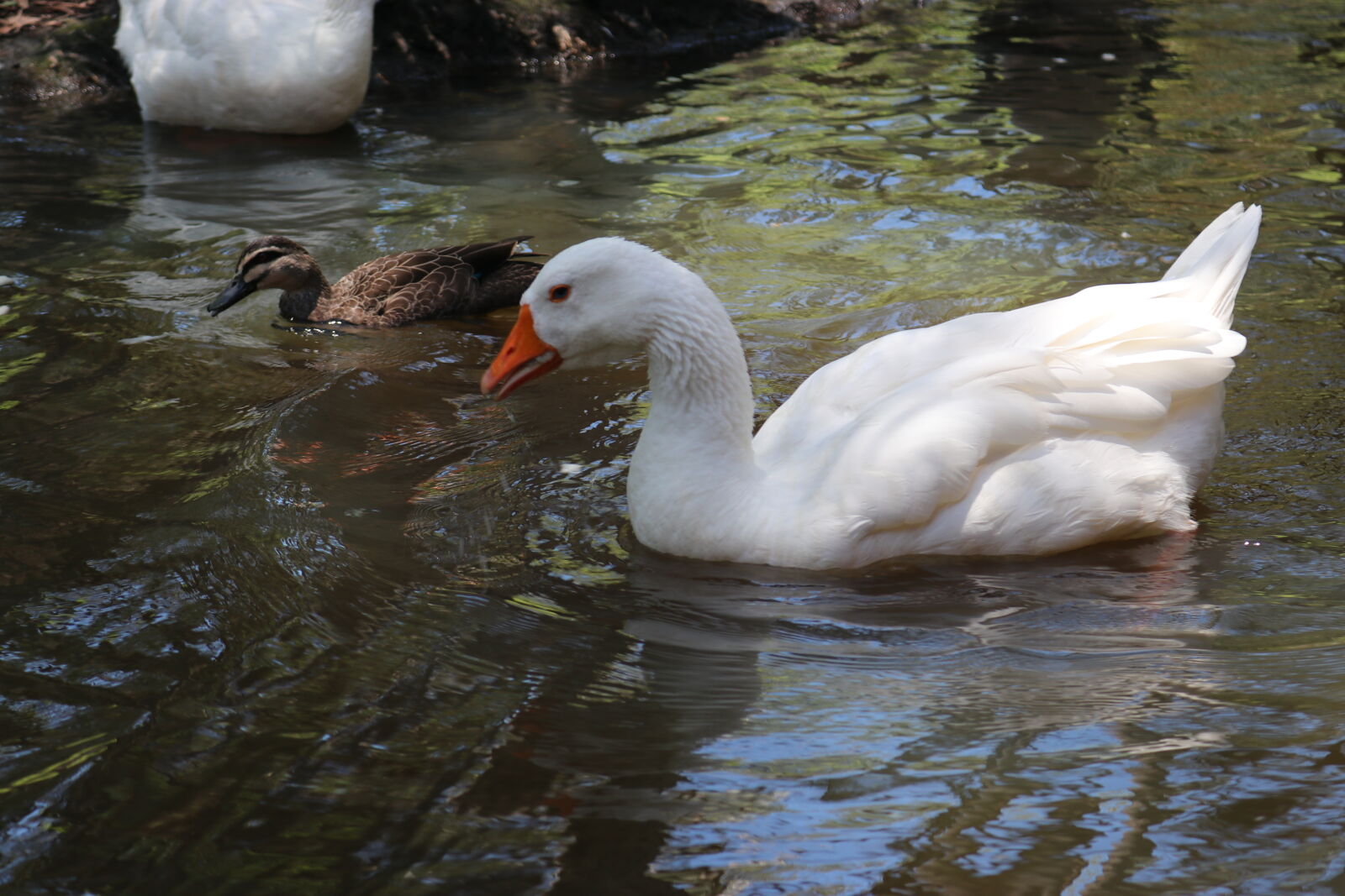 Canon EOS 80D sample photo. Duck, goose, pond, wild photography