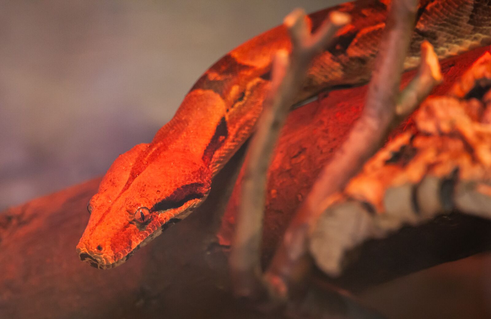 150-600mm F5-6.3 DG OS HSM | Contemporary 015 sample photo. Boa constrictor, snake, constrictor photography