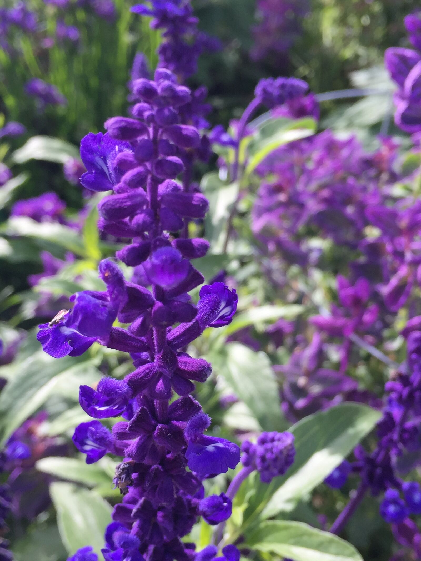 Apple iPhone 6 sample photo. Flower, bloom, nature photography