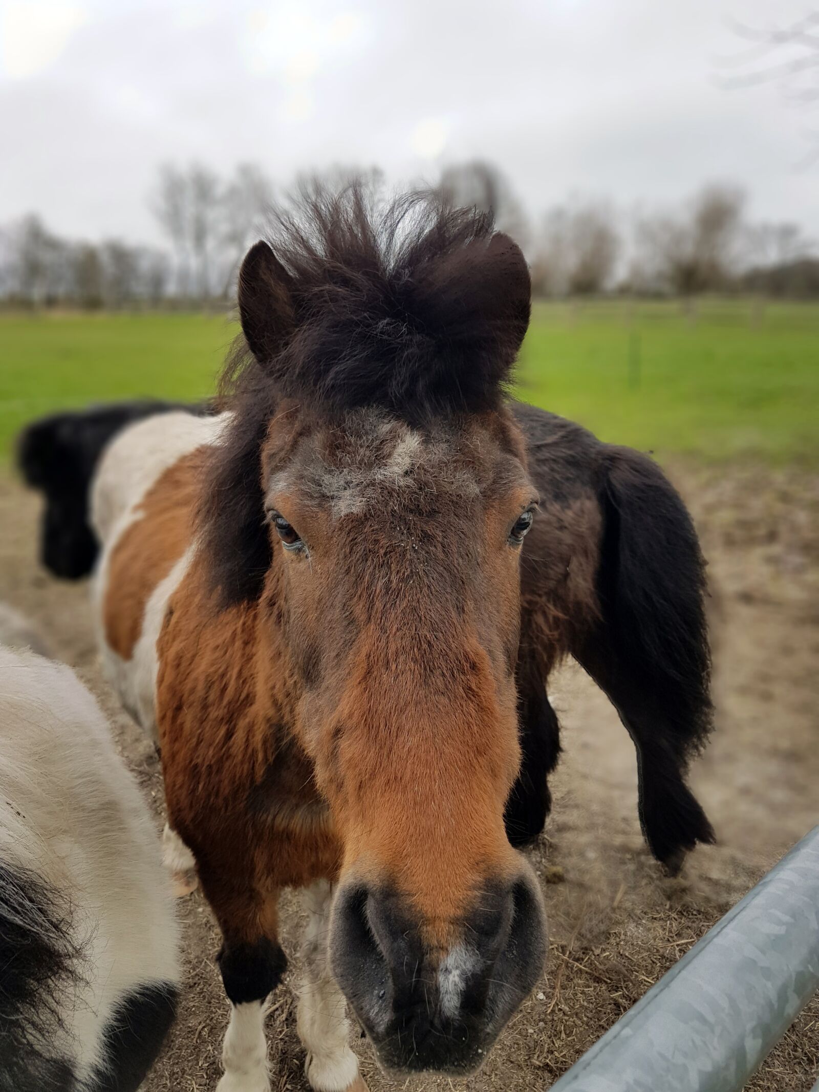 Samsung Galaxy S7 Edge sample photo. Mammal, animal, farm photography